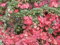 Herbst 100 v.webp