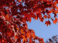 Herbst 373.webp