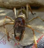 Weta 006 a v.webp