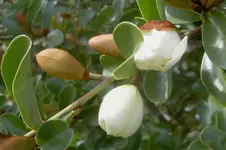 Magnolie 2 v.webp
