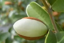 Magnolie 3 v.webp