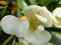 Magnolie 6 v.webp