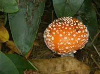 Fliegenpilz.webp