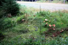 comp_IMG_0885.webp