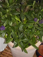 PA130043.webp