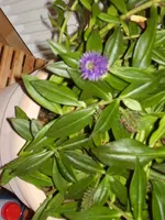 PA130044.webp