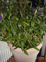 PA130046.webp