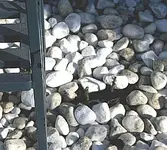 rechts ebenfalls wurzelnackte Laguna_klein.webp