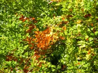 P1000550.webp