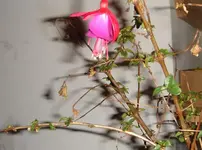 pflanzeunbekannt42.webp