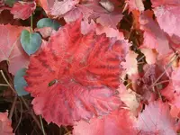 Herbst 102.webp
