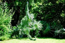 Safari 119.webp