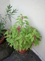 20090922_9469.webp