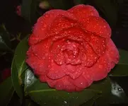September 2009 293 v.webp