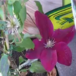 P1090322_600_600.webp