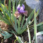P1090317_600_600.webp