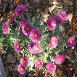 P1090313_600_600.webp