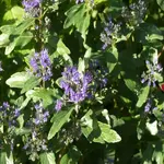 P1090309_600_600.webp