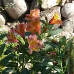 P1090307_600_600.webp