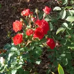 P1090304_600_600.webp