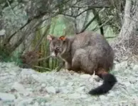 Possum v.webp
