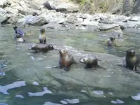 Seals v.webp