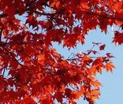 Herbst 372 a v.webp