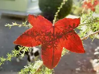 Schattenspiele v.webp