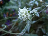 S4300017.webp