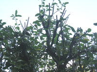 Baum1.webp