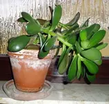 Geldblattbaum.webp