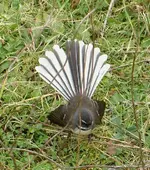 Fantail (55)v.webp