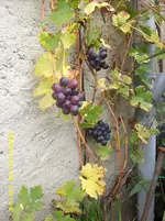 JD500154.webp