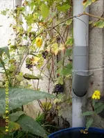 JD500153.webp