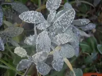 Herbst 2009 774 v.webp