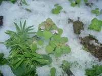 Winter 2009 409 v.webp