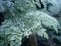 Winter 2009 432    a v.webp