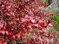 Herbst 367 v.webp
