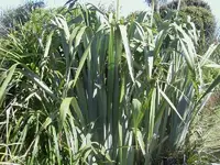 NZ Flax v.webp