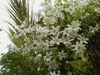 wilde Clematis v.webp
