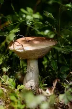 comp_IMG_6450.webp