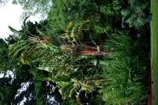 Strelitze nicolai.webp