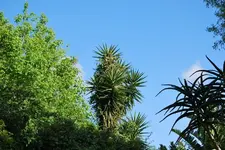 Yucca mit Efeu Okt..webp