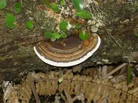 Pelorus 021 v.webp