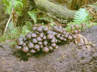 Pelorus 047 v.webp