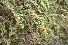 IMG_2602(1).webp
