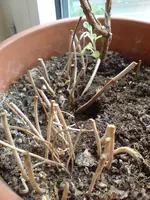 DSC00150.webp