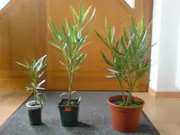 BBB3 Grössen Oleander.webp