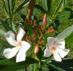 AAA Oleander alace.jpg