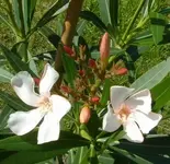 AAA Oleander alace.webp
